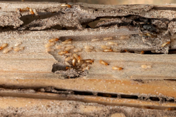 Best Pest Removal Services  in Bowmanstown, PA